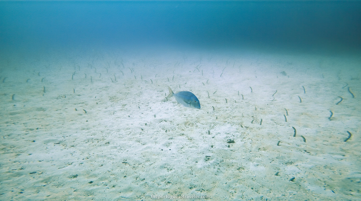 A garden of eels in North Seymour dive site