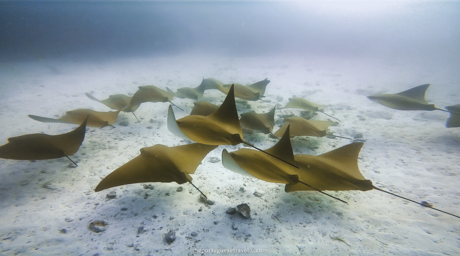 Golden Cownose Rays while diving in Mosquera