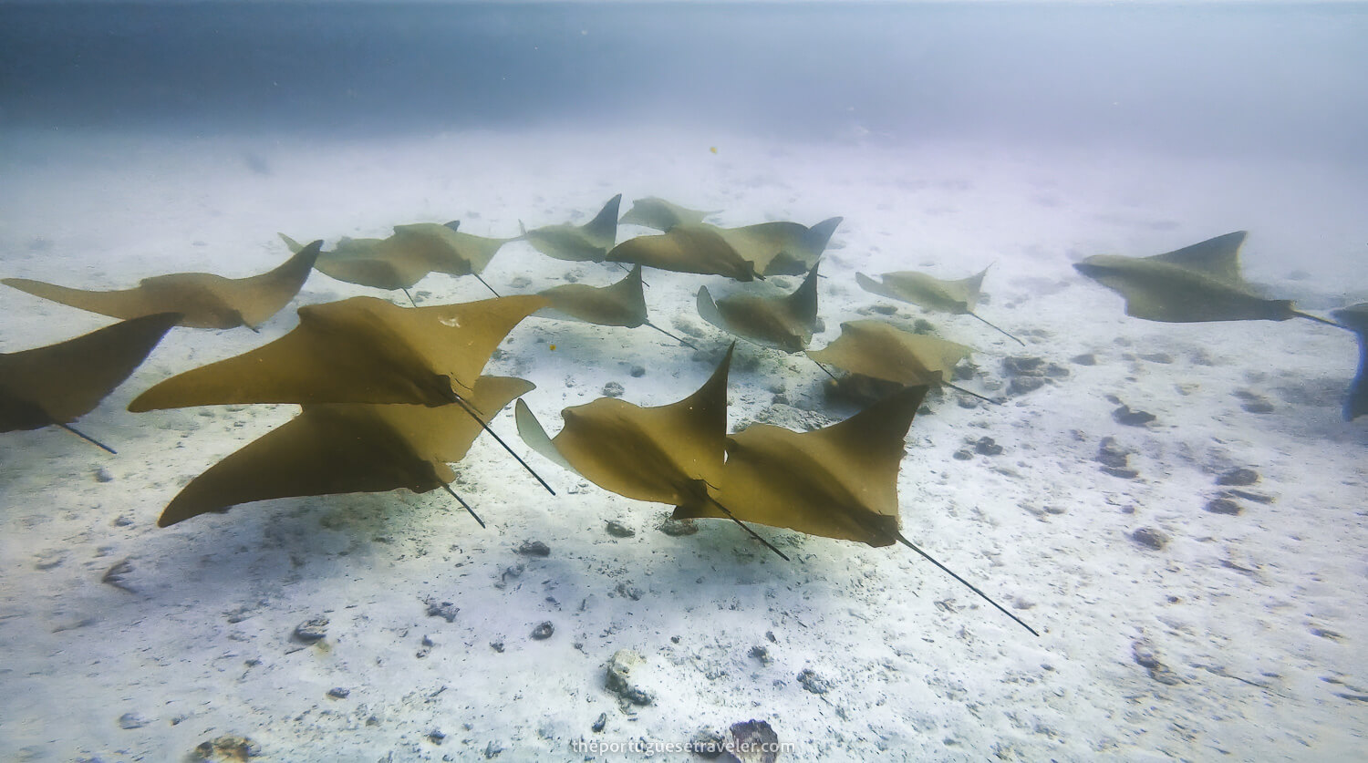 Golden Cownose Rays while diving in Mosquera