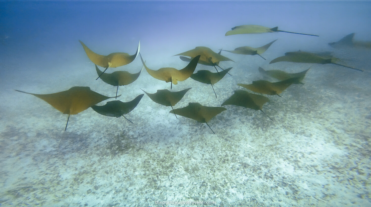 15 golden cownose rays swimming with us in Mosquera