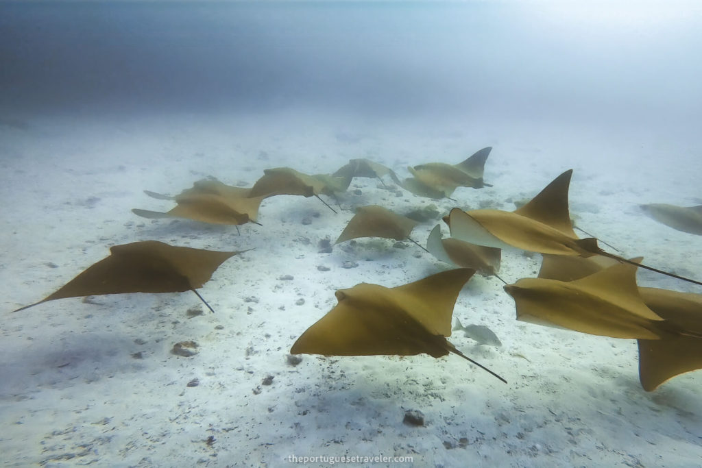 Golden Cownose Rays while diving in Mosquera