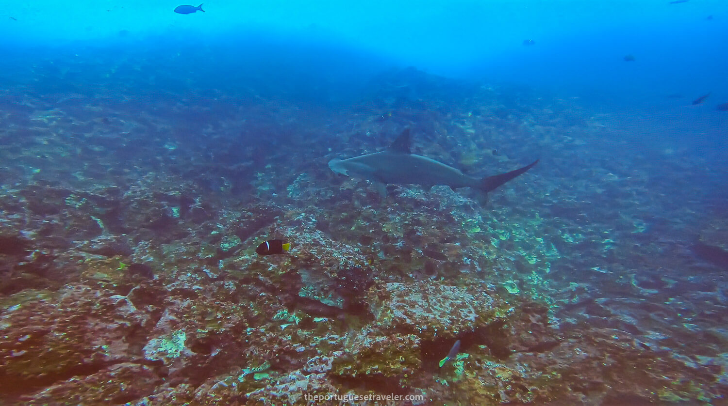 A Hammerhead shark at Gordon Rocks dive site