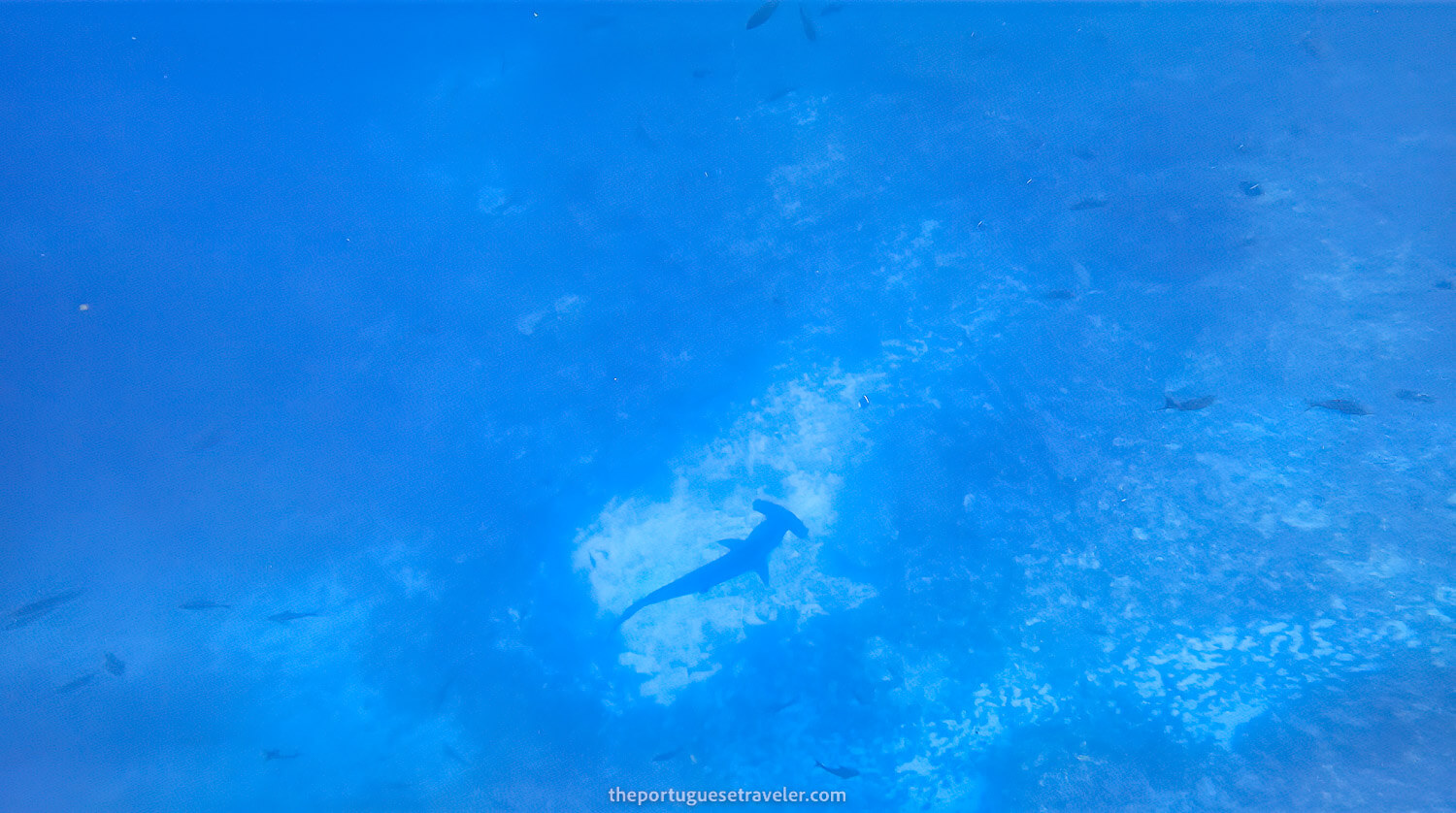 More hammerheads at Gordon Rocks dive site