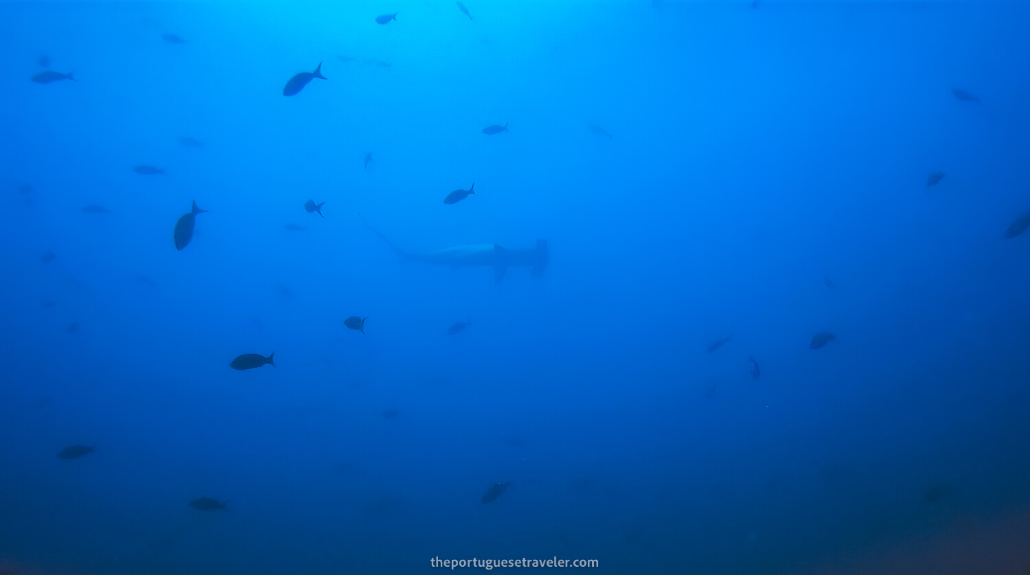 An Hammerhead shark looming over us at Gordon Rocks dive site in Santa Cruz, Galápagos