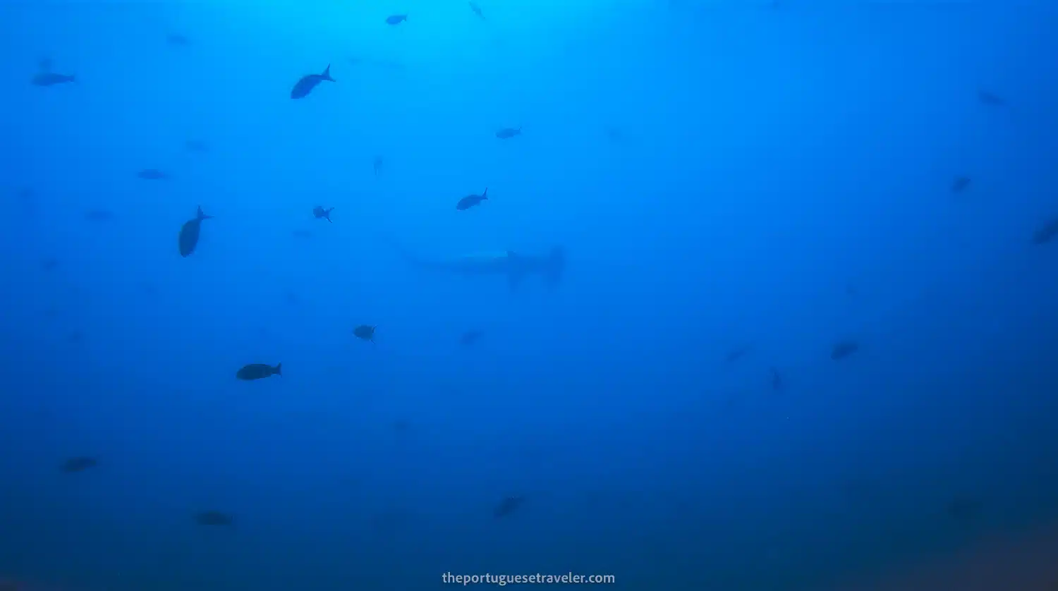 An Hammerhead shark looming over us at Gordon Rocks dive site in Santa Cruz, Galápagos