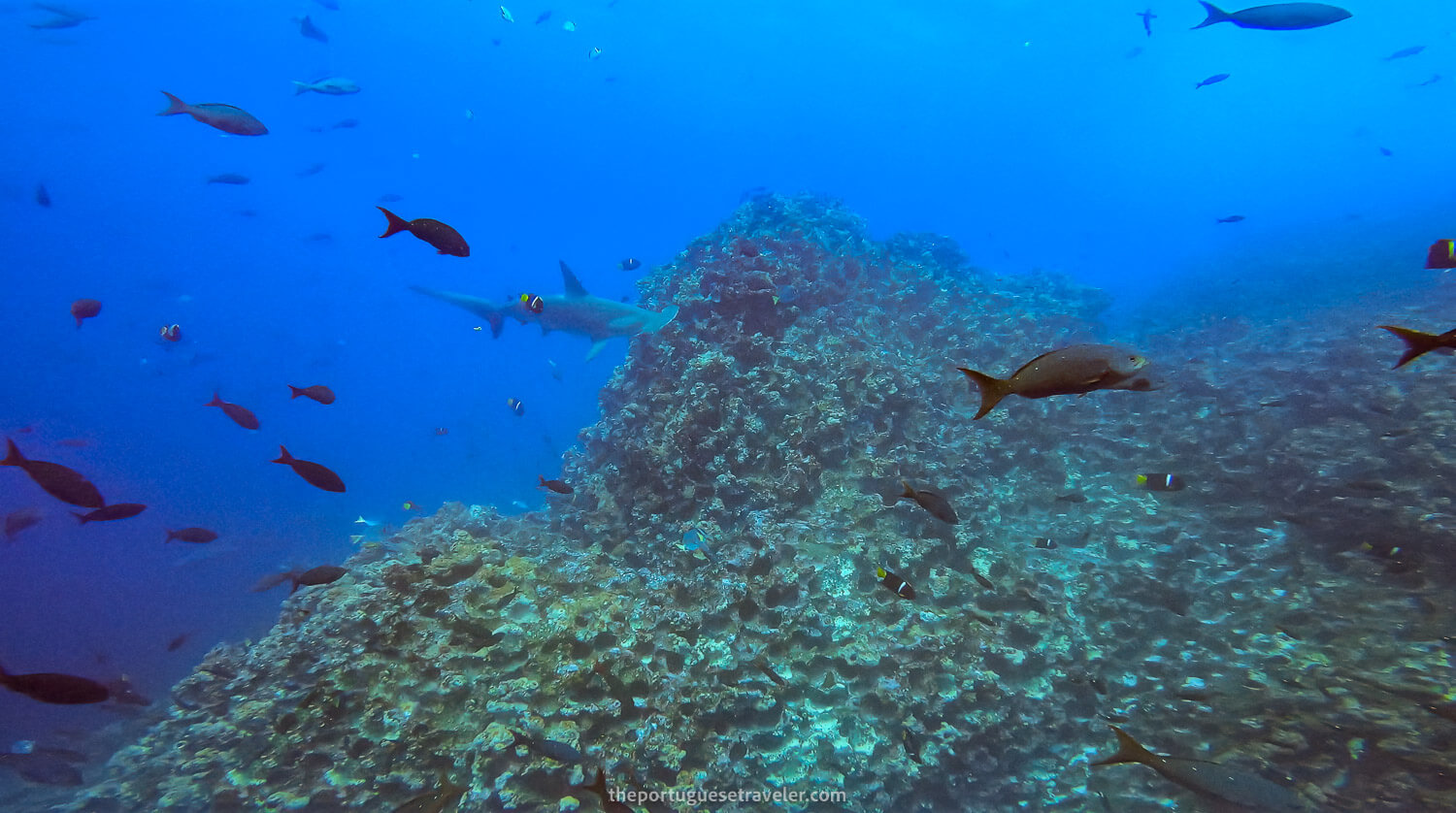 A Hammerhead shark