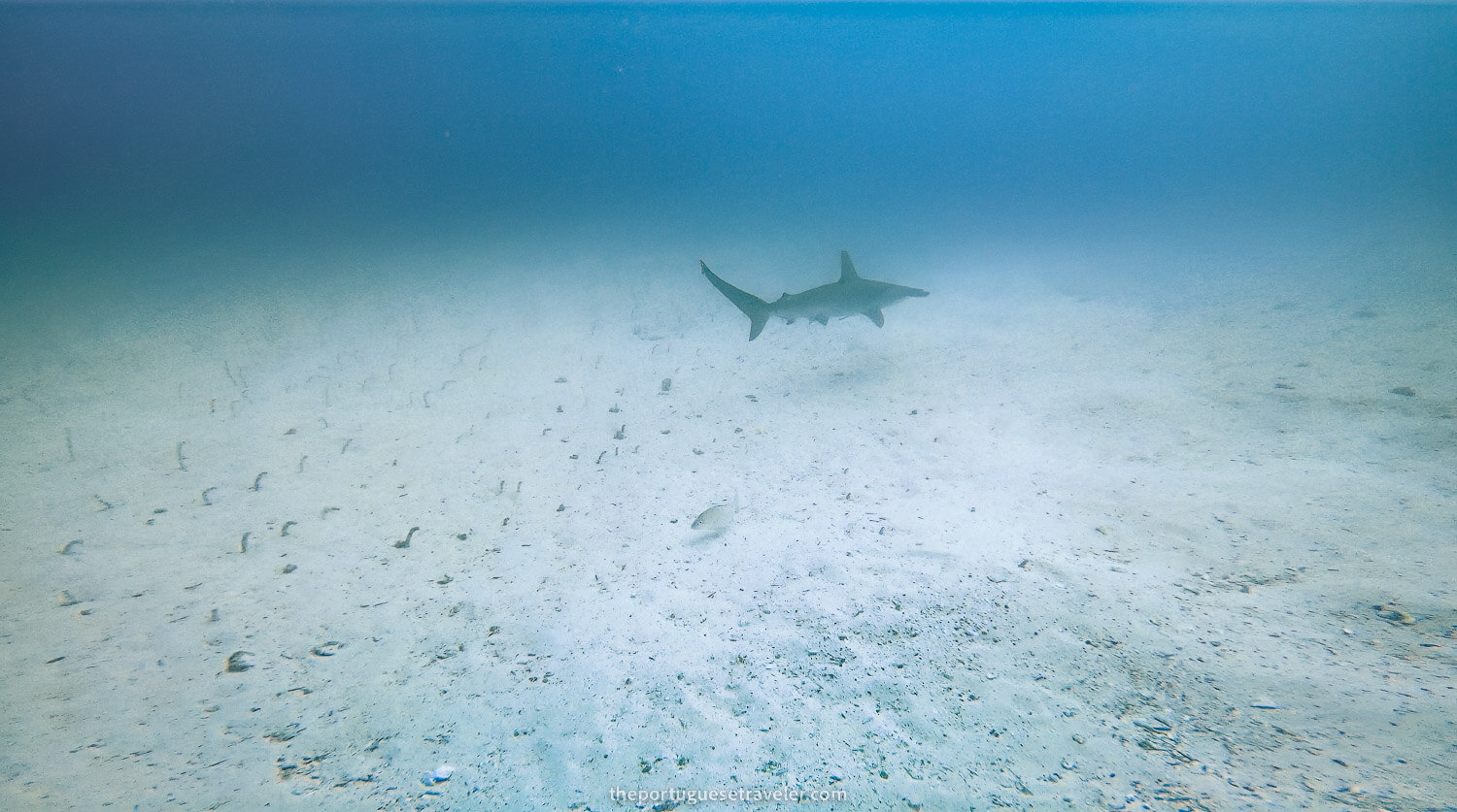 A hammerhead shark as soon as we got in the water in North Seymour