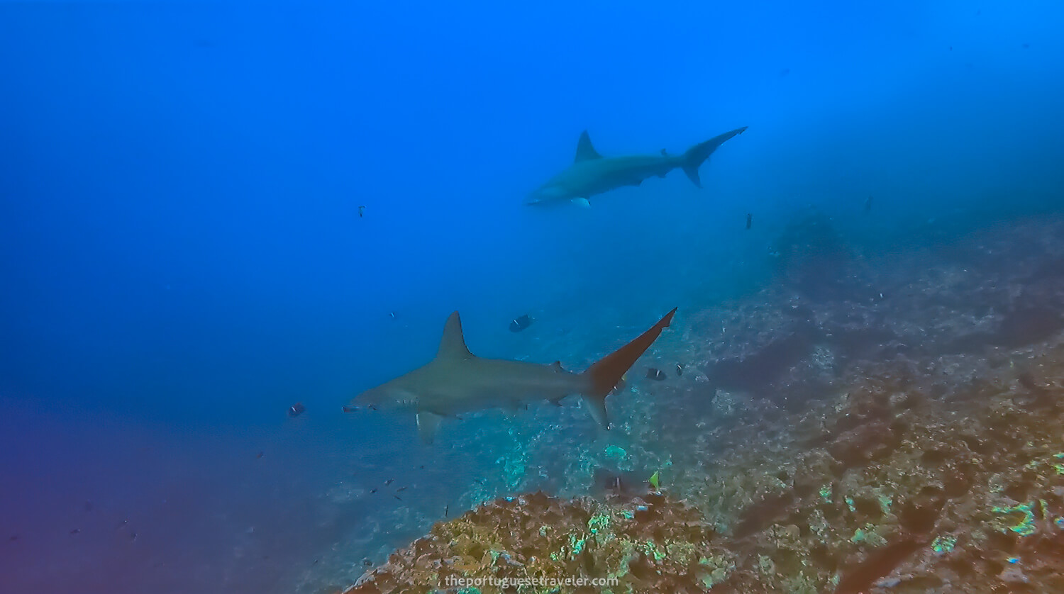 Two hammerhead sharks at Gordon Rocks dive site