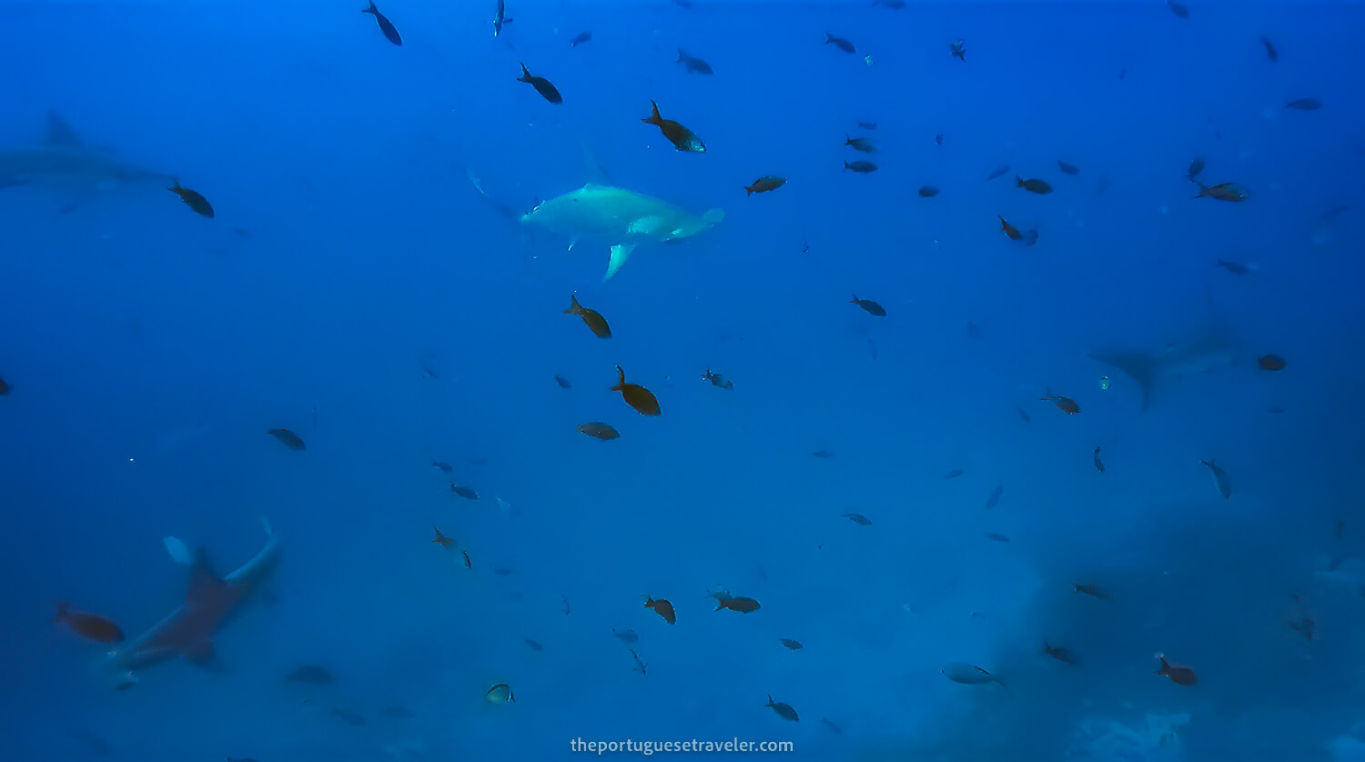 Another Hammerhead at Gordon Rocks dive site