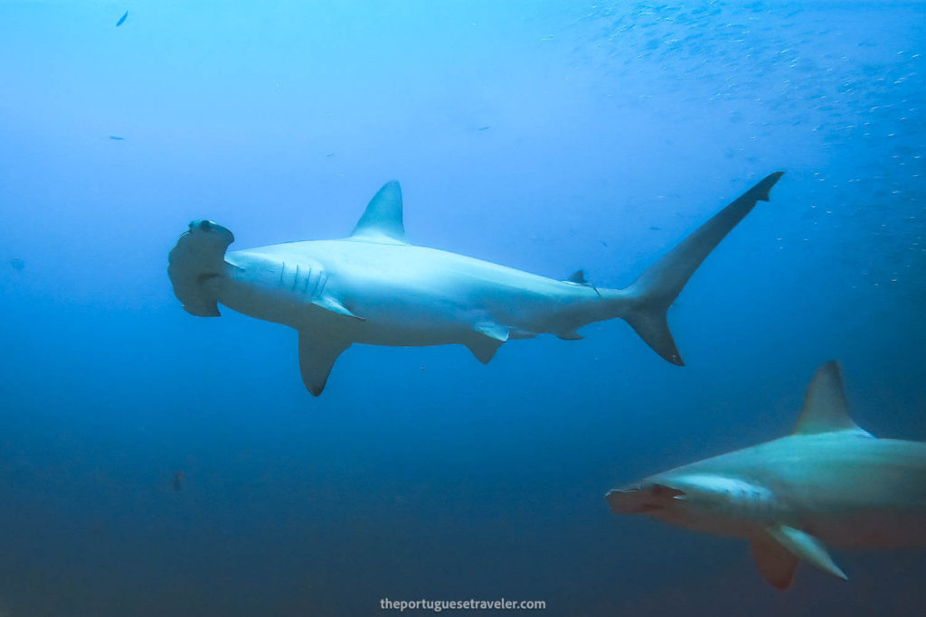Hammerhead Sharks at Kicker Rock