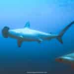 Hammerhead Sharks at Kicker Rock - Galapagos 5 Day Itinerary