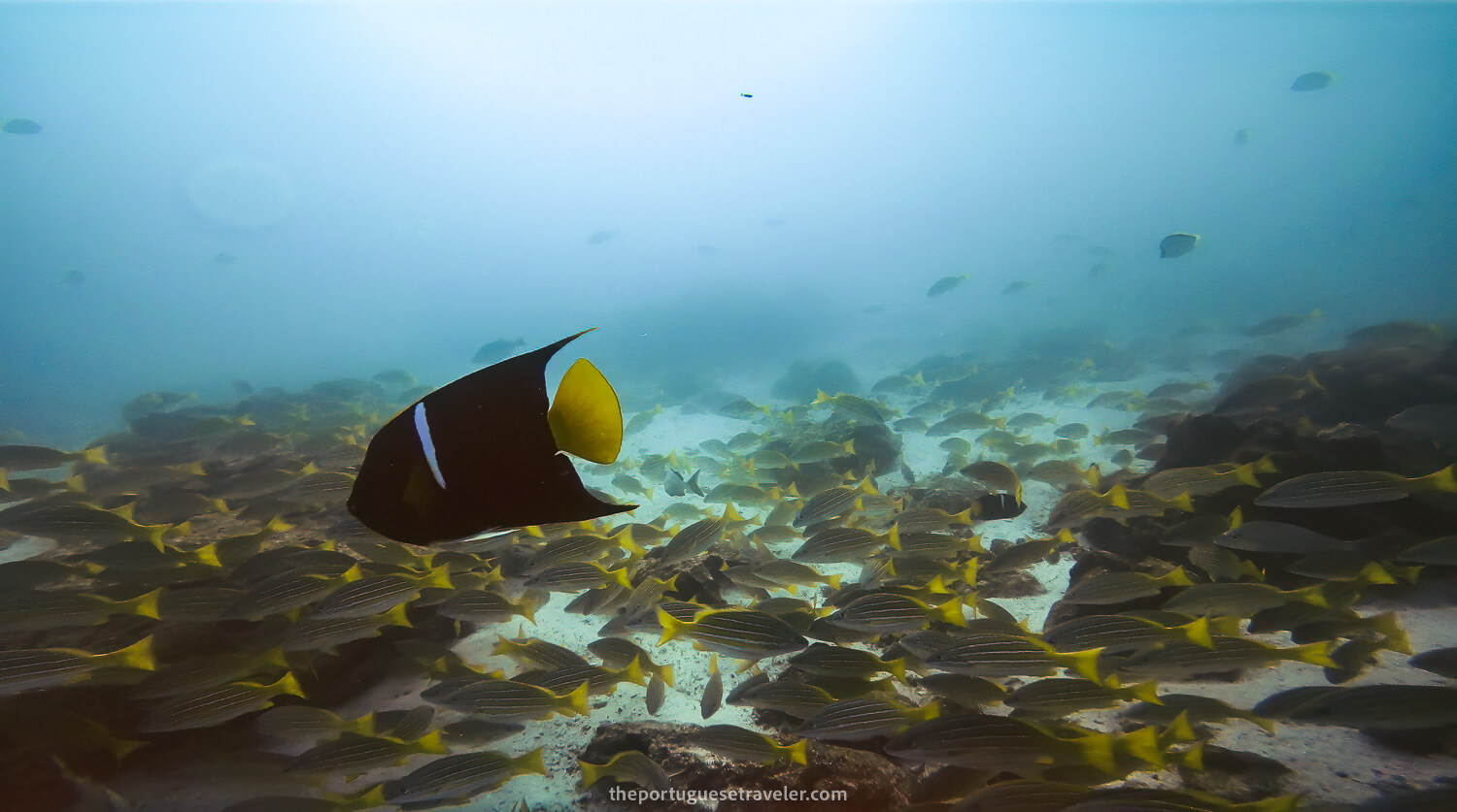 A king angelfish between many blue and gold snappers