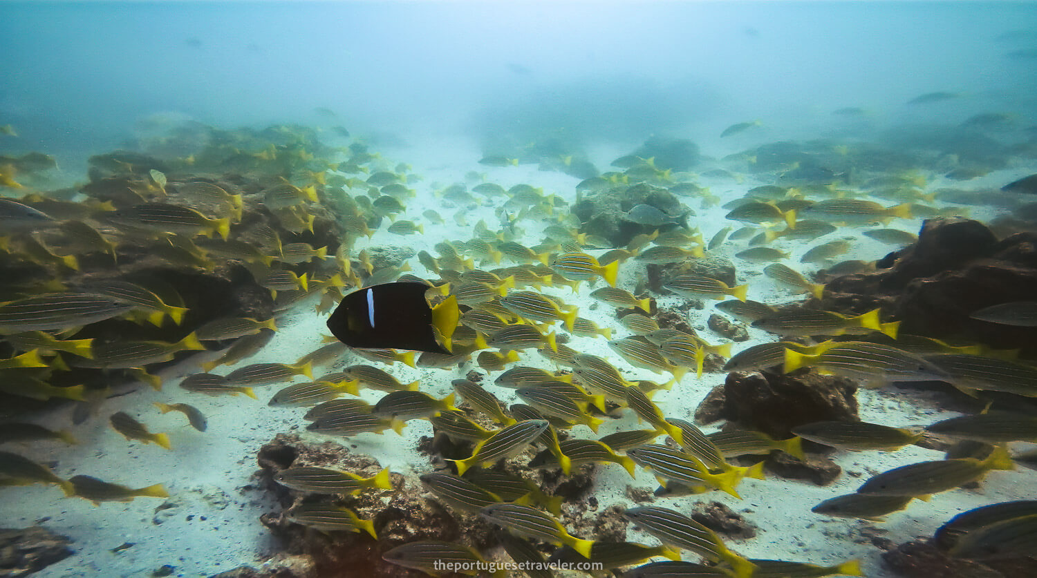 A king angelfish between many blue and gold snappers