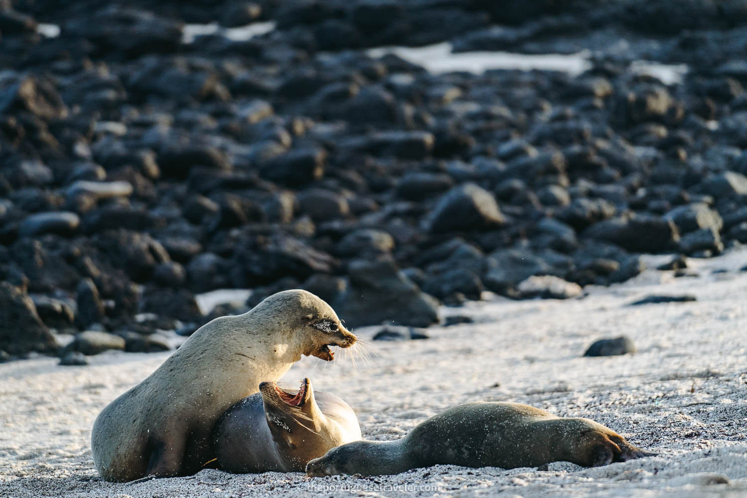 Sea Lions playing on the beach