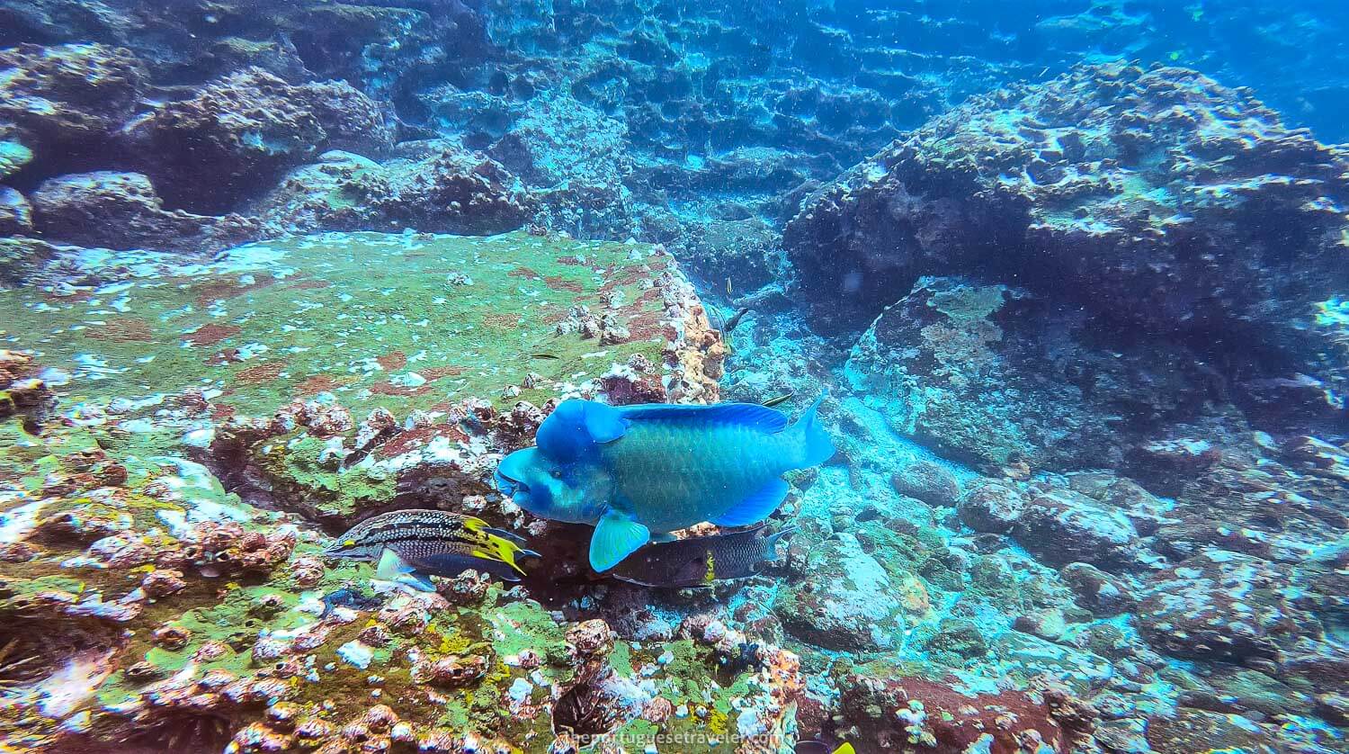 A Napoleon Wrasse at Gordon Rocks dive site in Santa Cruz