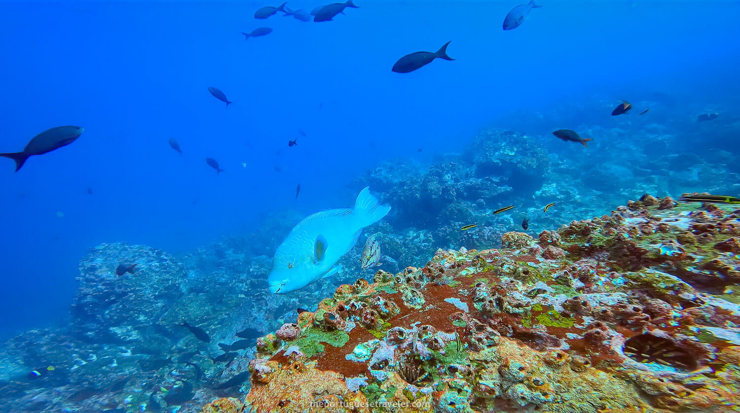 A Parrot Fish next to some beautiful corals