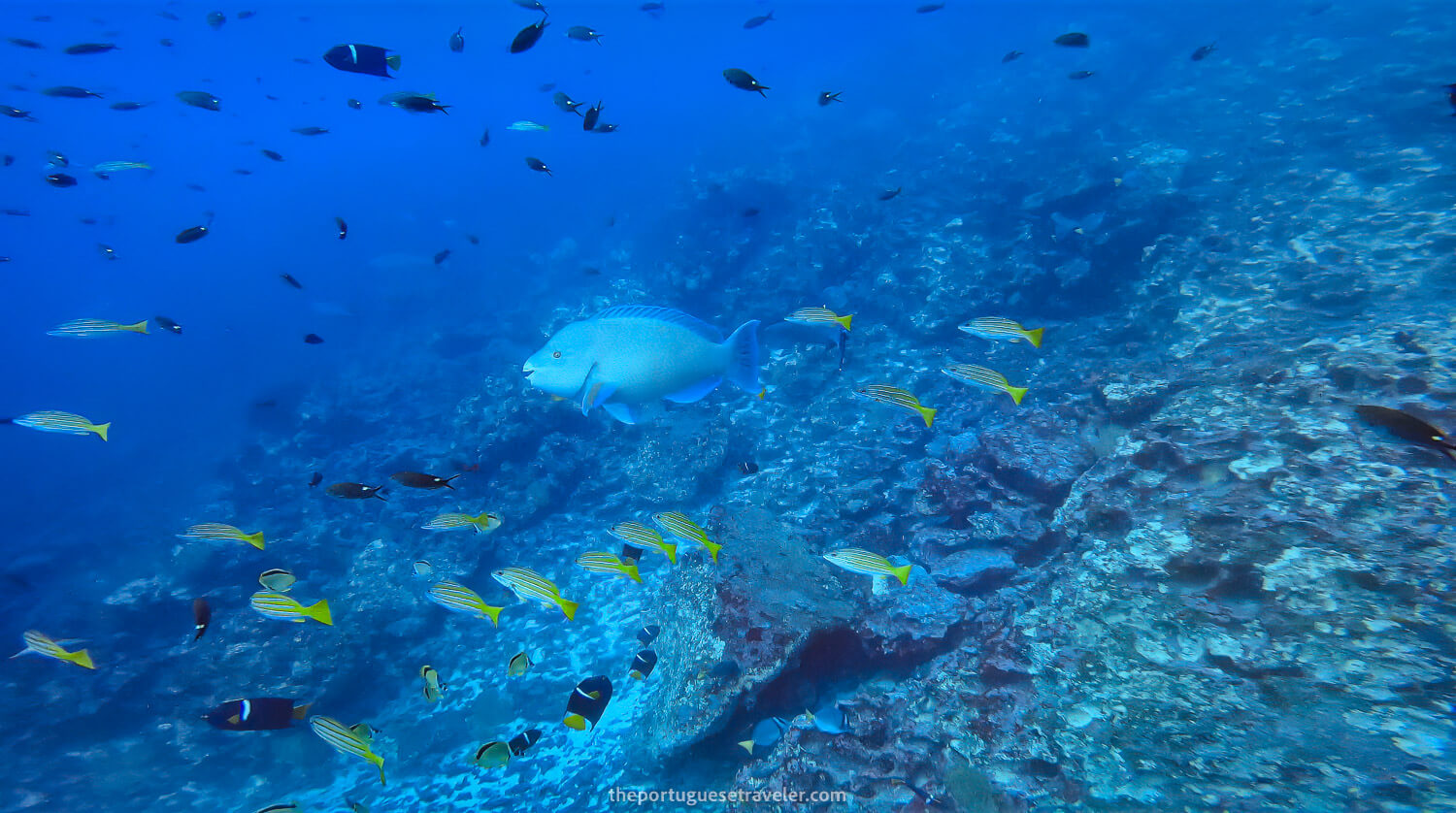 A Parrot Fish in between many other fish