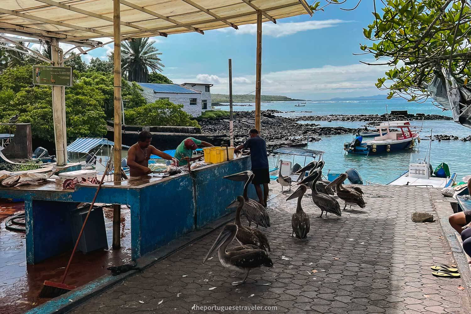 Pelicans waiting for lunch at the fish market of Puerto Ayora, Santa Cruz, Galápagos