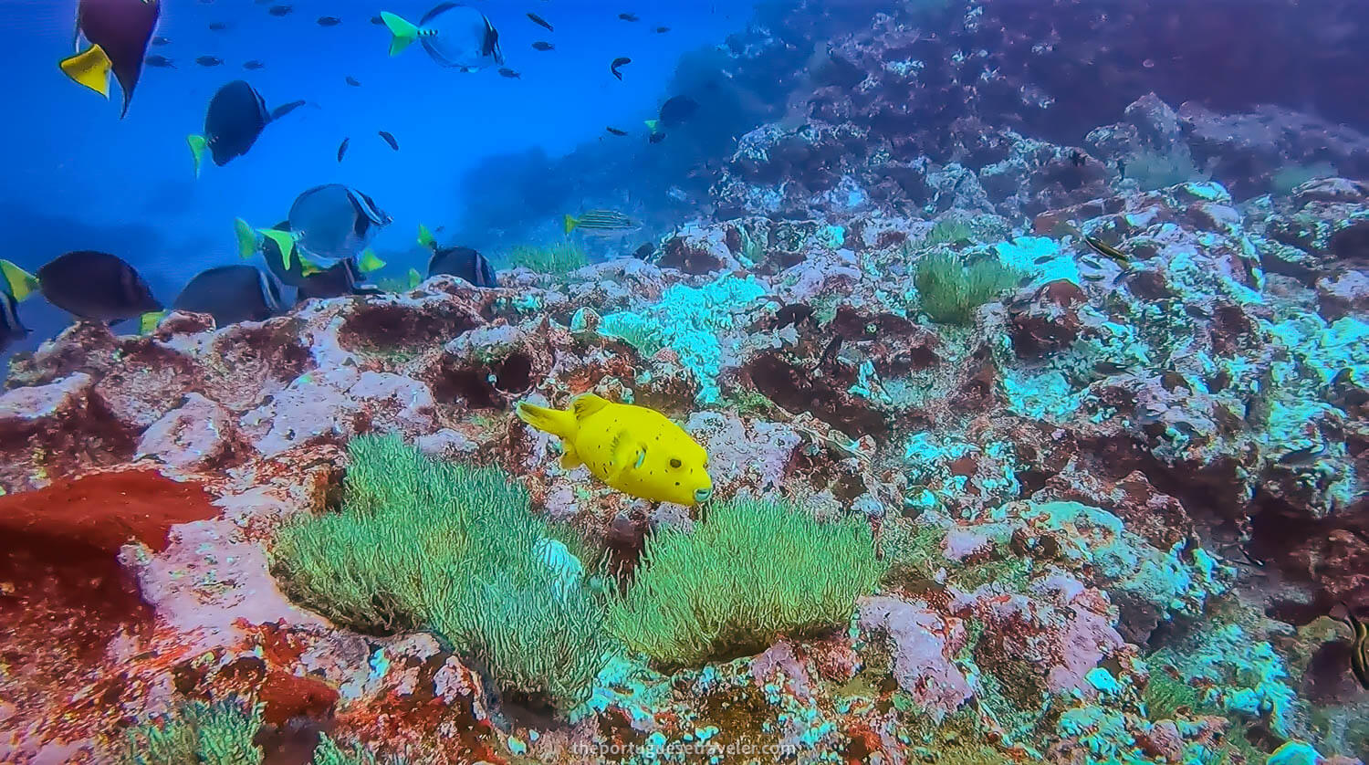 A Puffer Fish at Gordon Rocks dive site