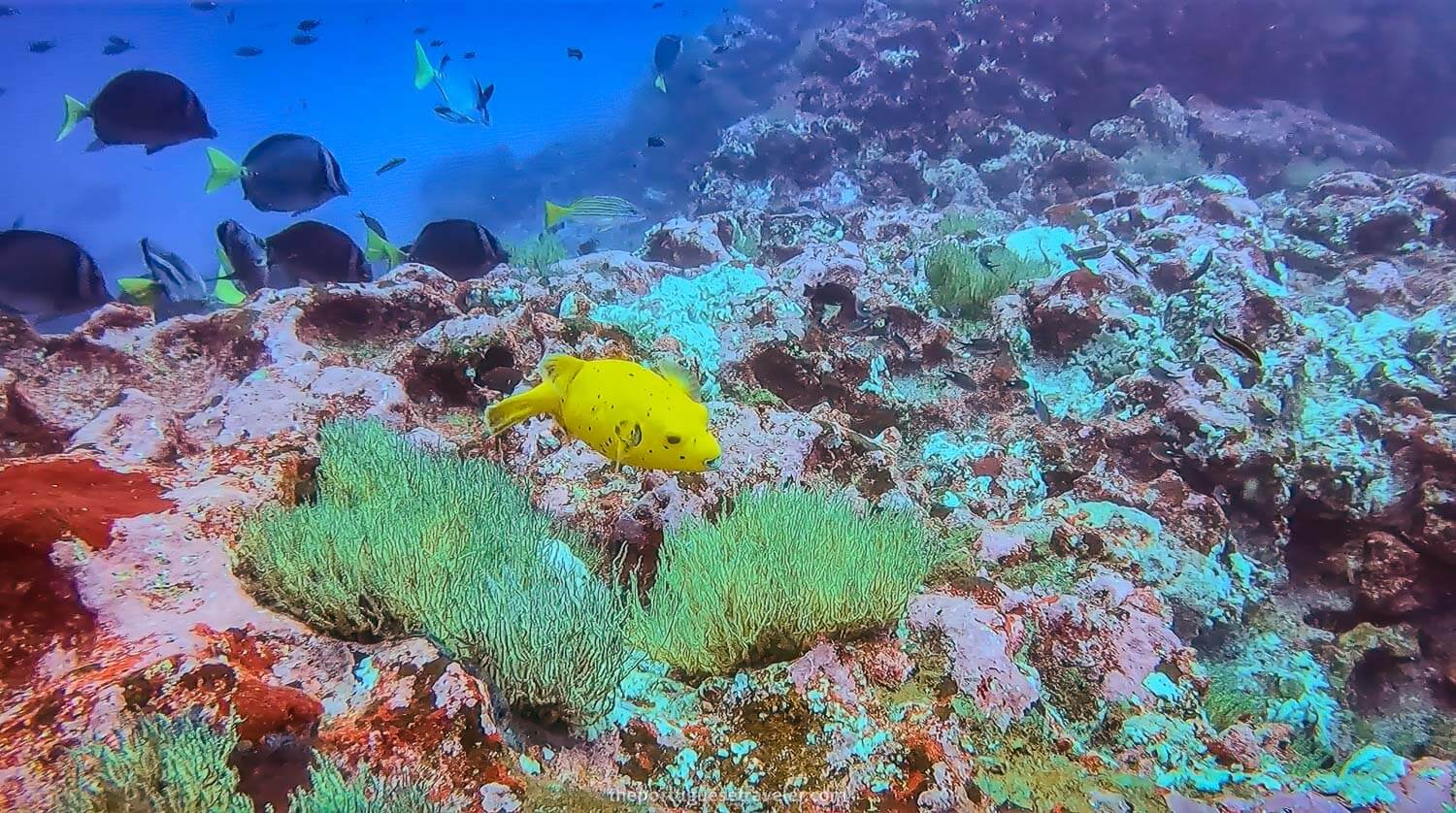 A Puffer Fish