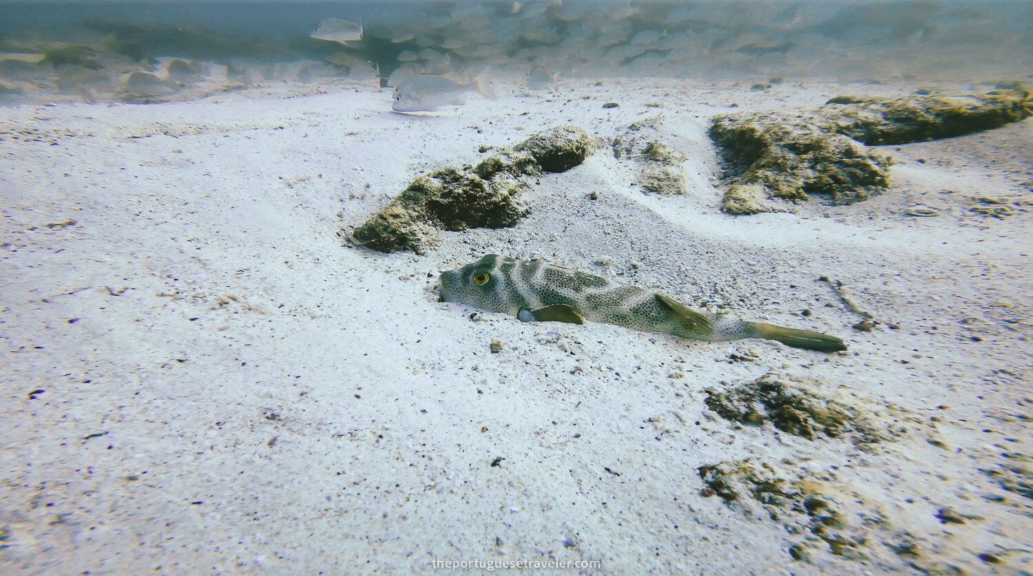 A hidden puffer fish in Mosquera Islet, one of the dive sites in Santa Cruz, Galápagos
