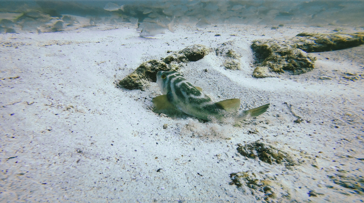 A hidden puffer fish in Mosquera Islet