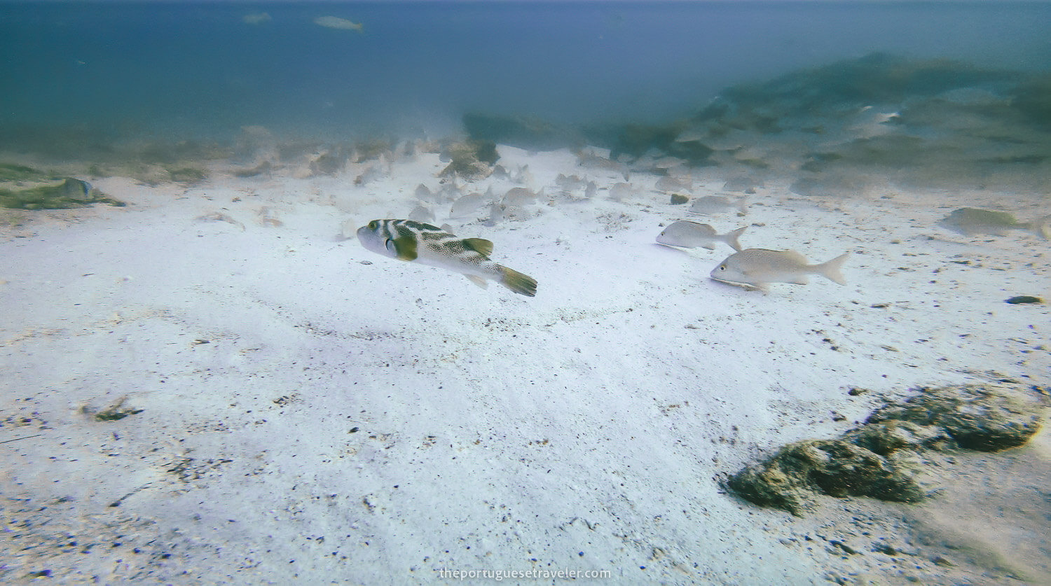 A puffer fish swimming away while diving in Mosquera