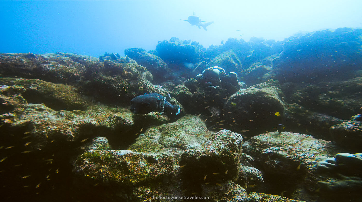 The giant puffer fish while diving in Mosquera