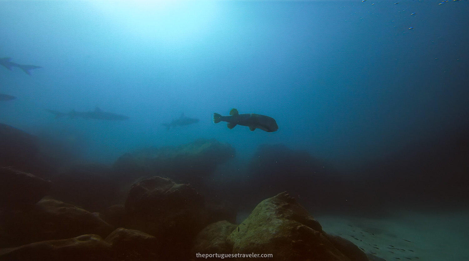 Another huge pufferfish in Mosquera