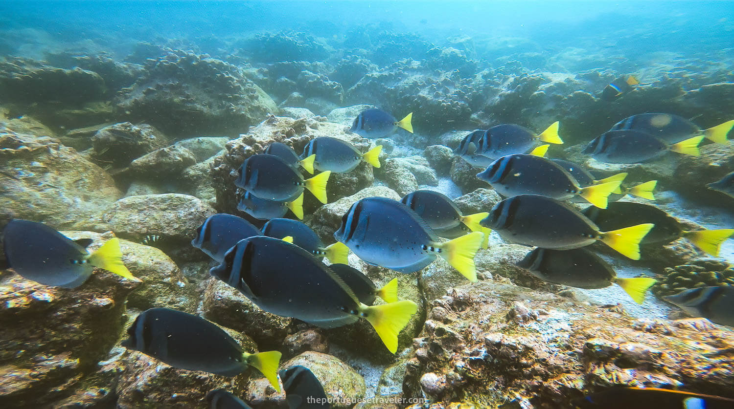 A school of razor surgeonfish