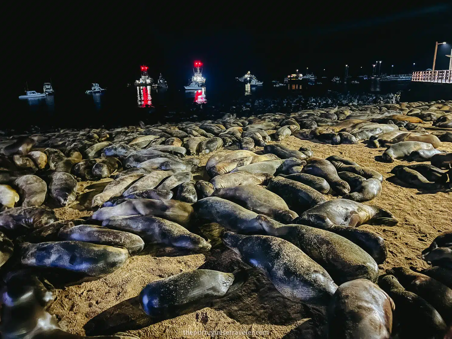 Puerto Baquerizo Moreno Sea Lions, San Cristobal - Galapagos Islands Myths