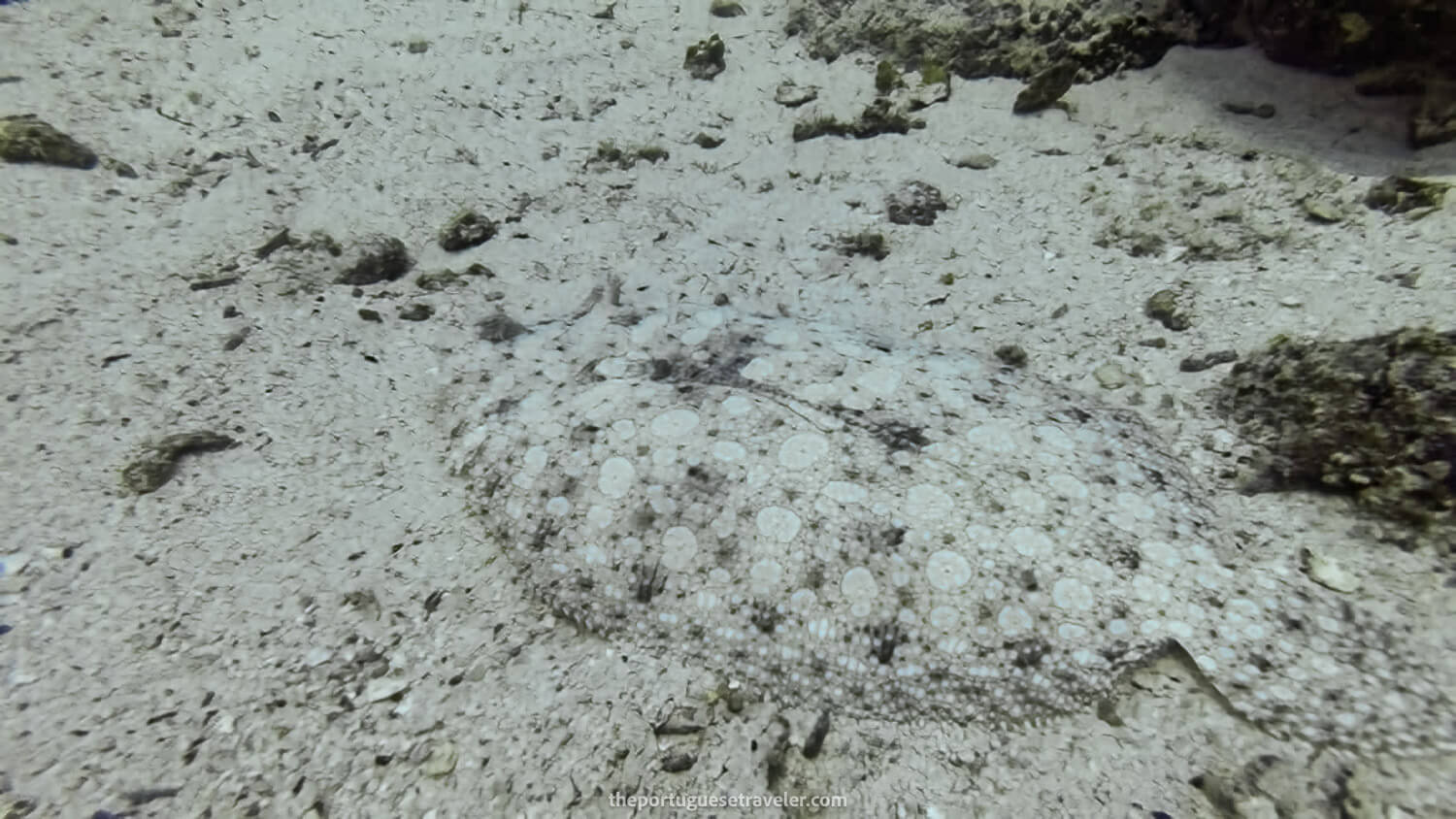 A flounder fish linguado while diving in Daphne
