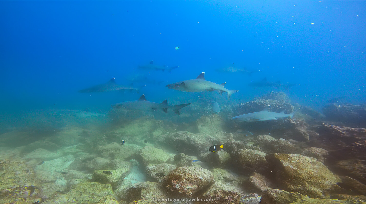 The shark cleaning station with strong current while diving in Mosquera