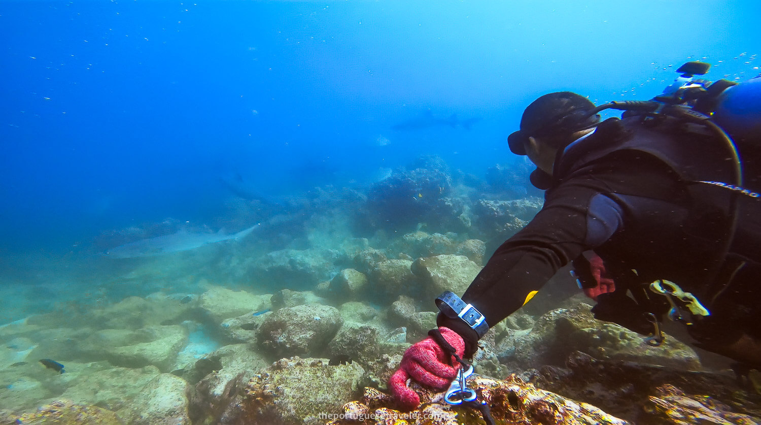 The only way to stay where we were with such strong currents (you shouldn't do this for the sake of the corals)