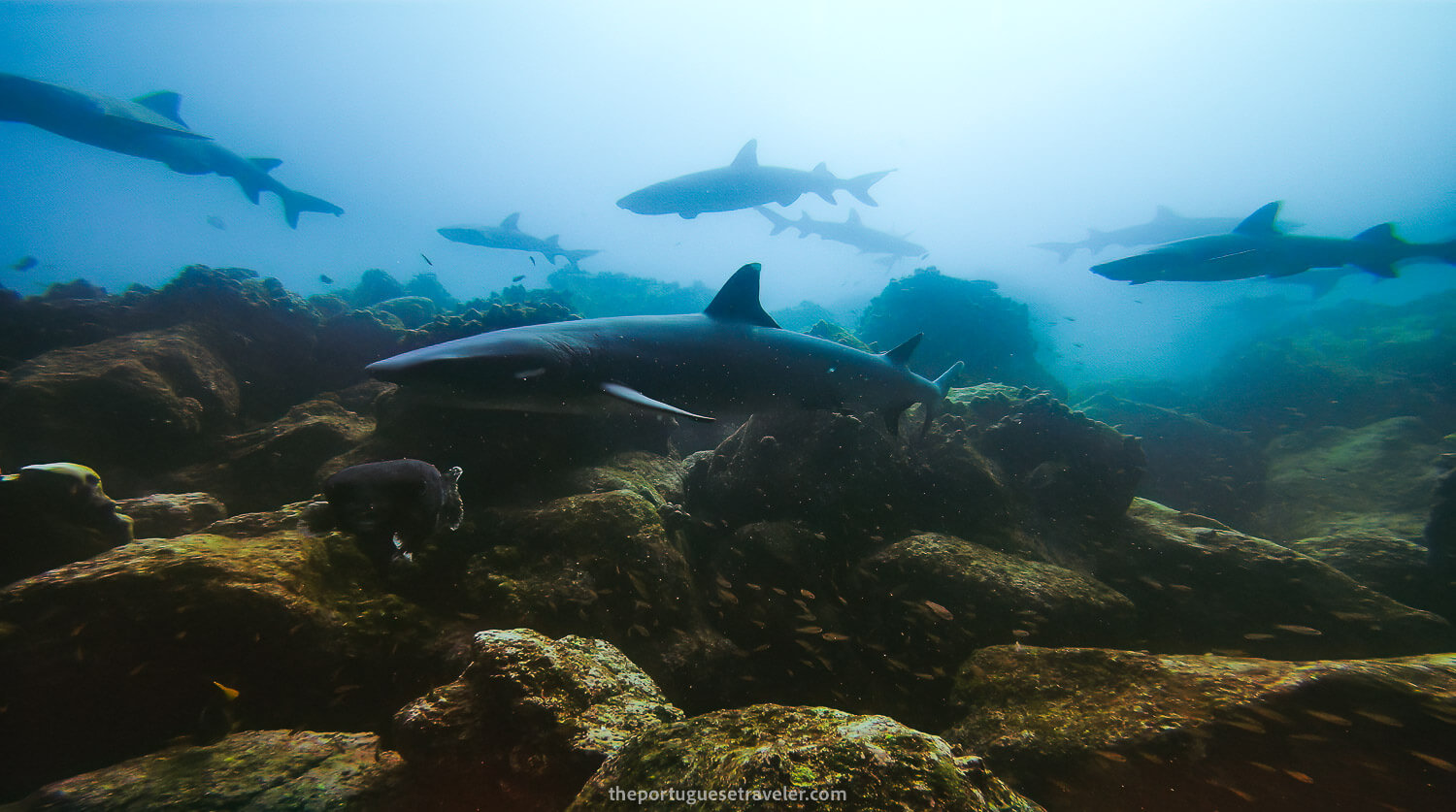 White-tip reef sharks cleaning station in Mosquera dive site