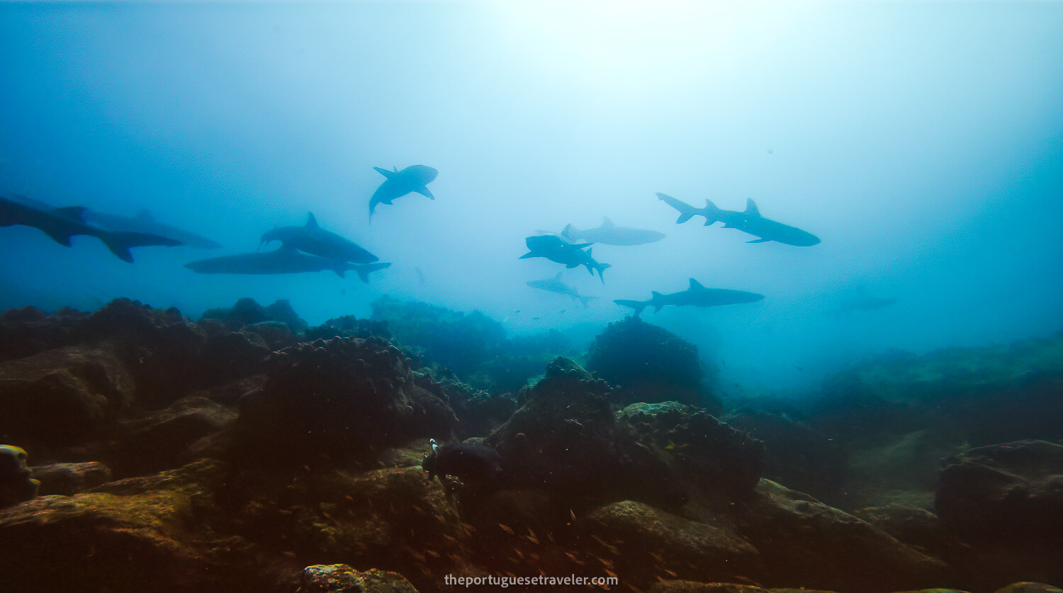 In the middle of dozens of reef sharks while diving in Mosquera