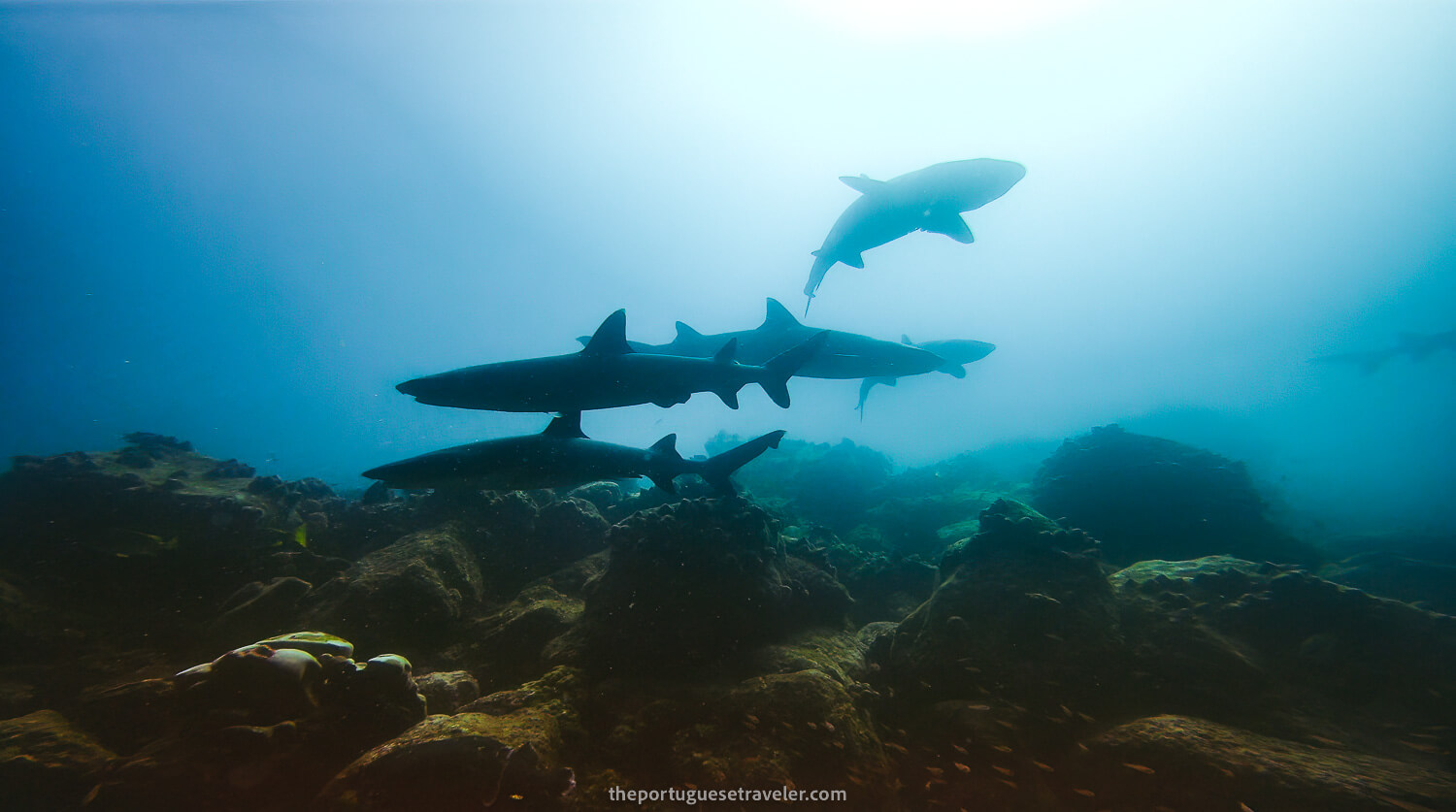 In the middle of dozens of reef sharks