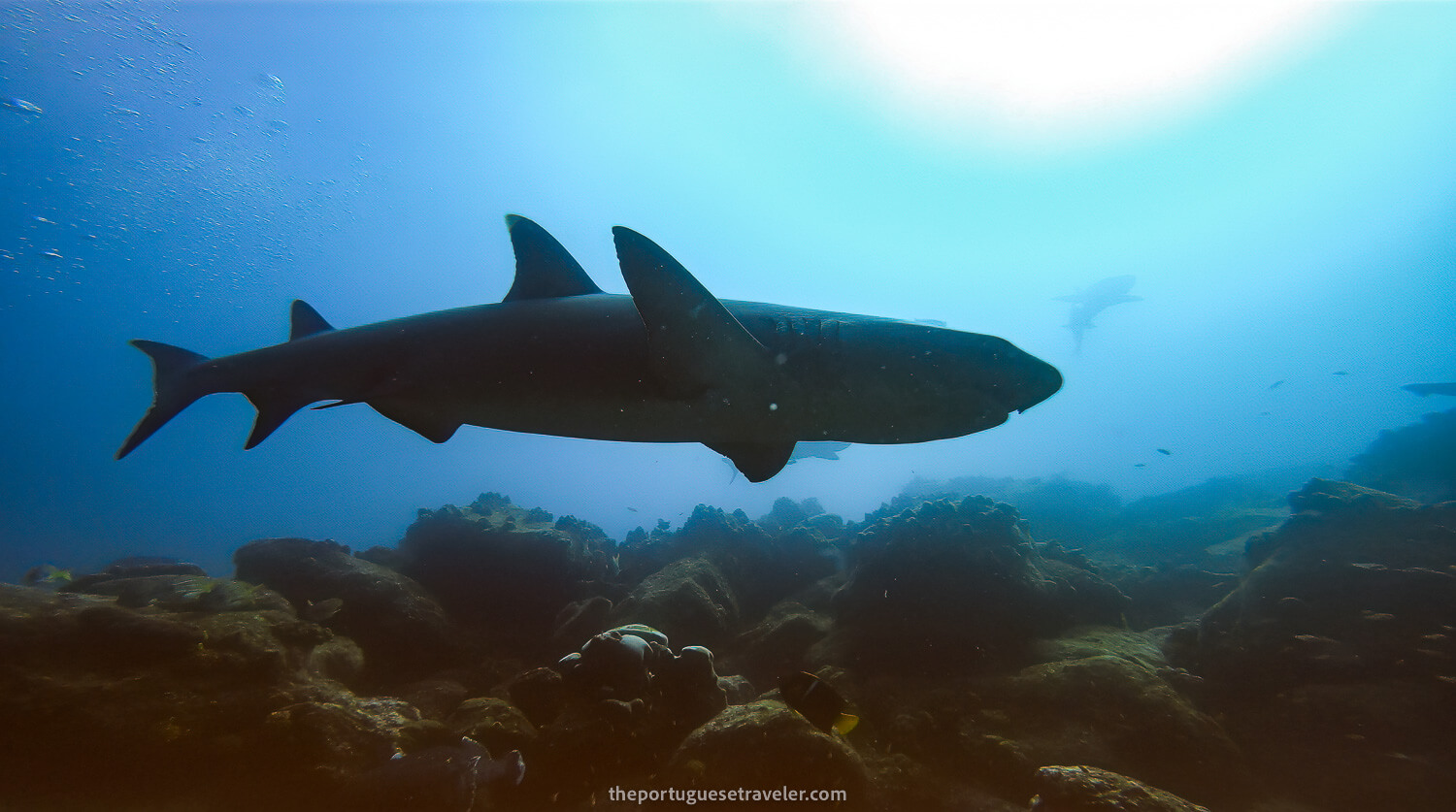 Literally centimetres away from the sharks while diving in Mosquera