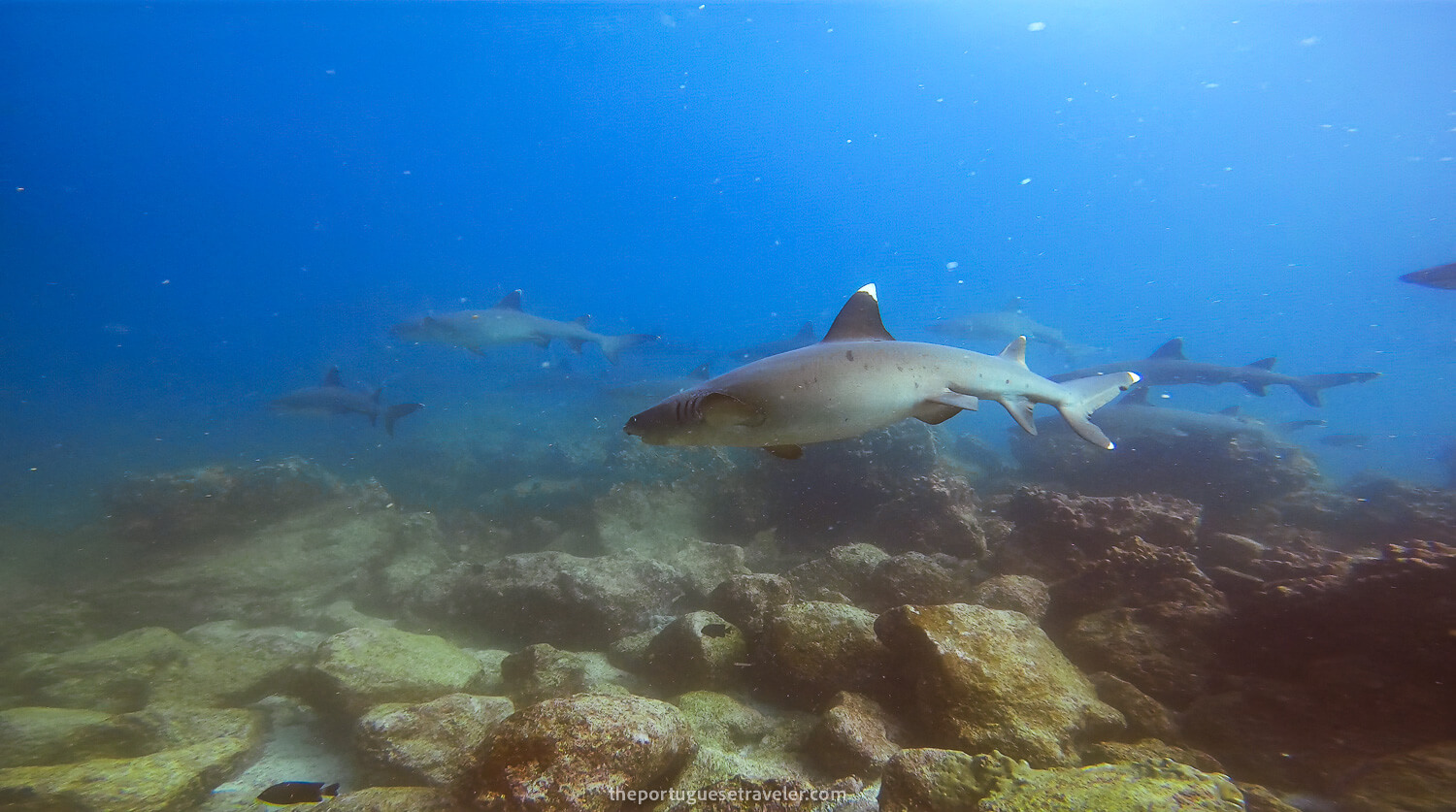 The shark cleaning station with strong current