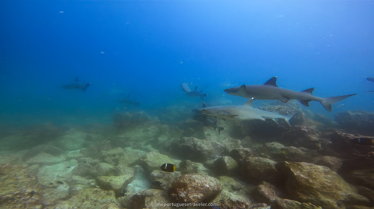 The shark cleaning station with strong current