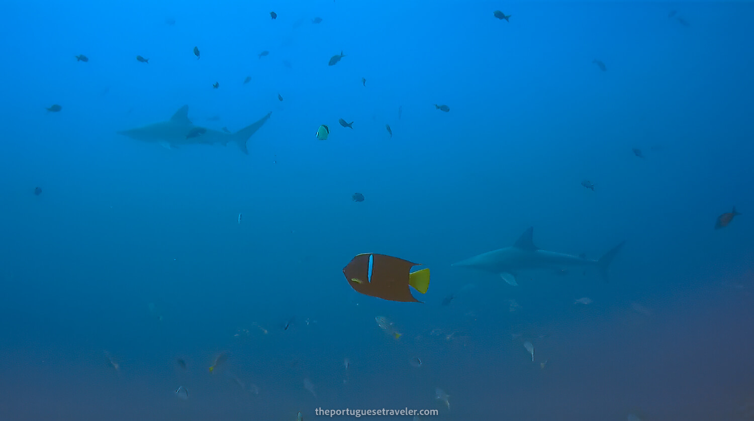 Galapagos Shark at Gordon Rocks