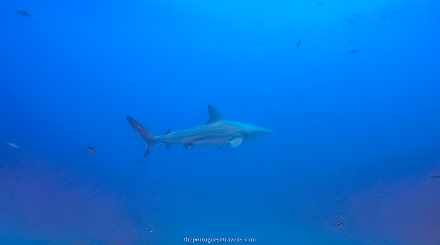 A Galápagos Shark on the Gordon Rocks dive site