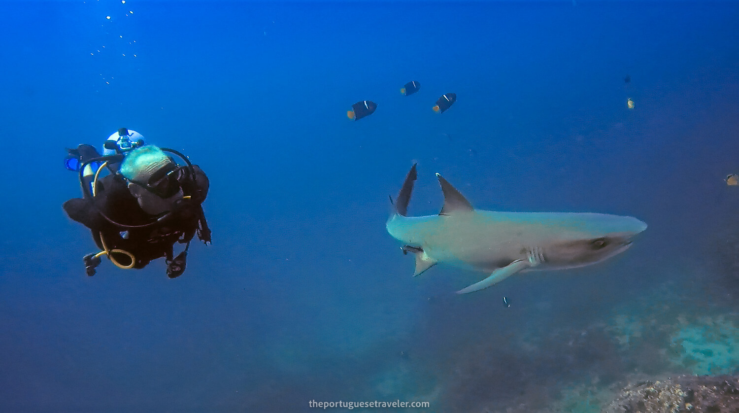 A White tip reef shark passing by as soon as we entered the water at Gordon Rocks dive site