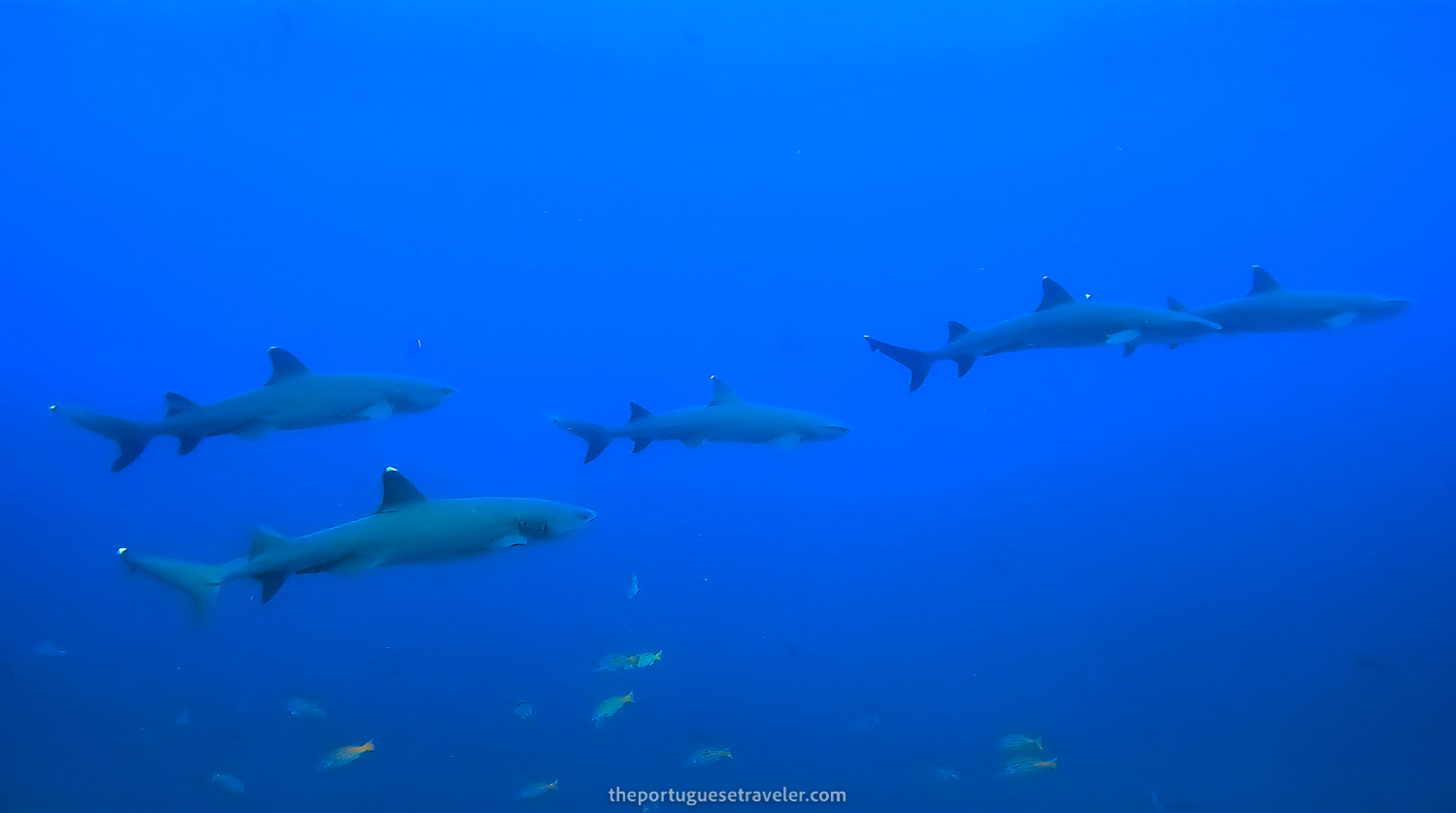 A school of white tip reef sharks