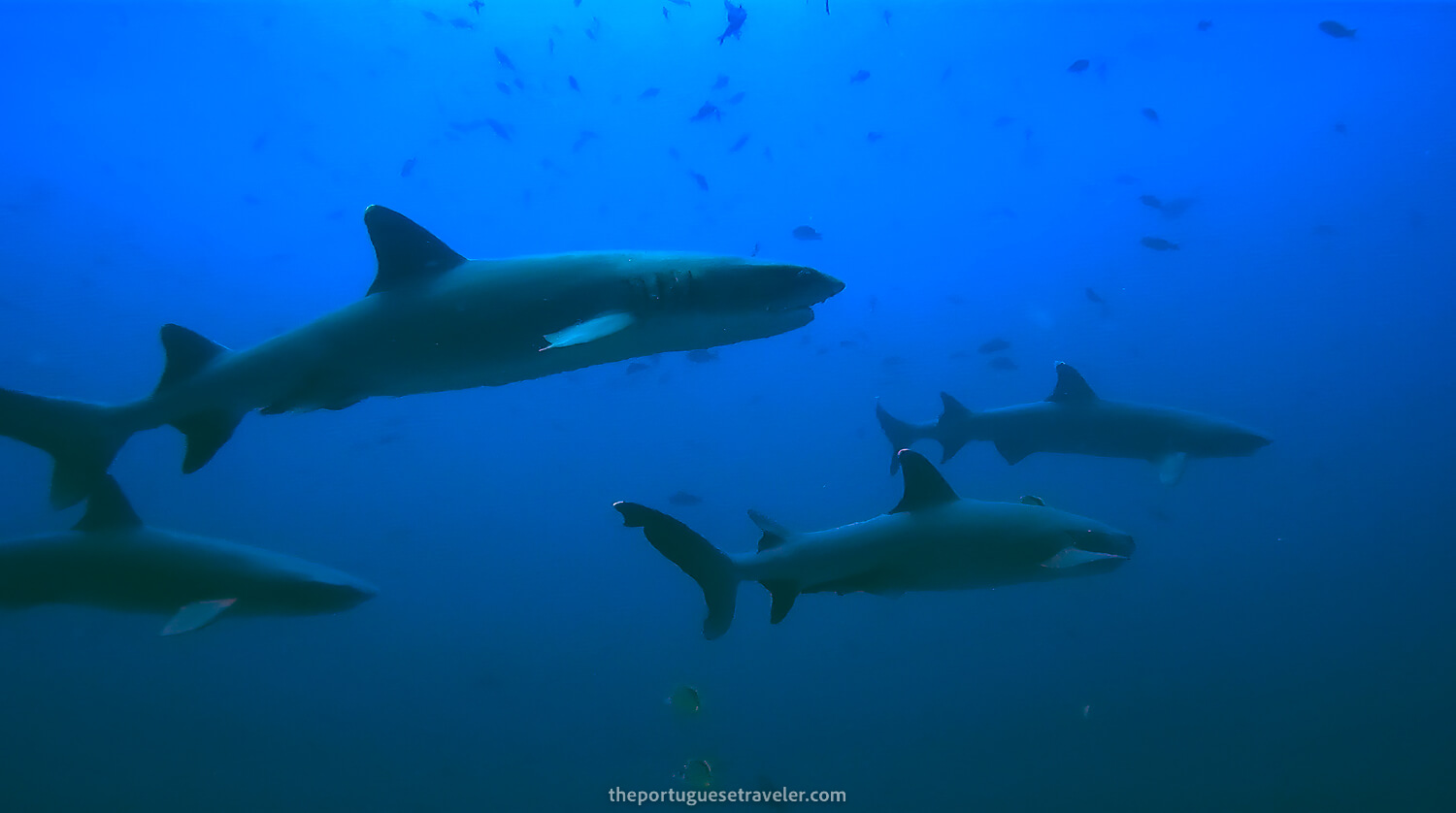 More white tip reef sharks