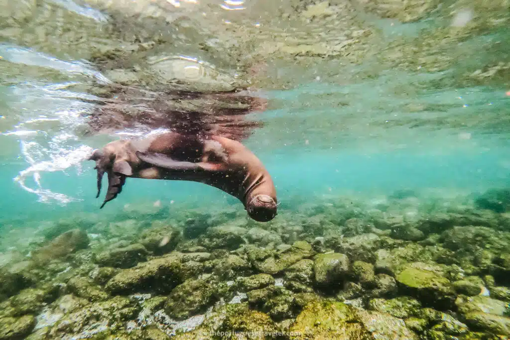 Sea lion at La Loberia beach in San Cristobal, Galápagos