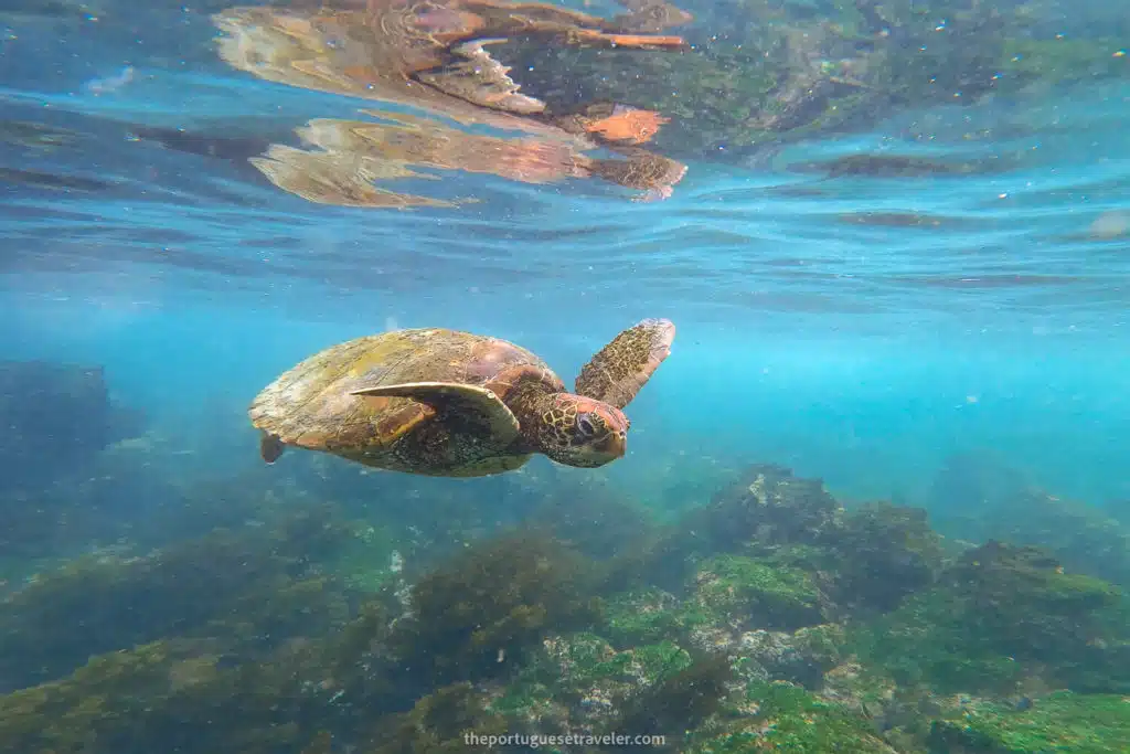 Best snorkeling in Santa Cruz, Galápagos