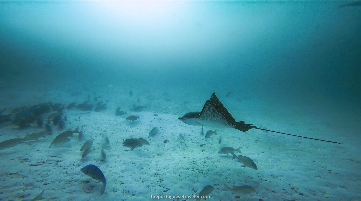 A spotted eagle ray while diving in Mosquera