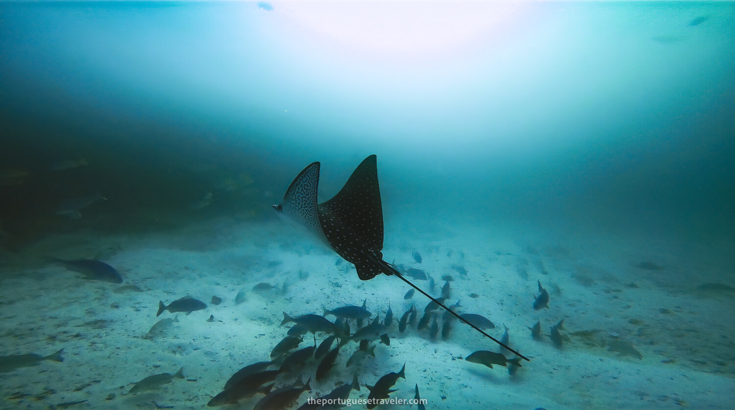 A spotted eagle ray in Mosquera