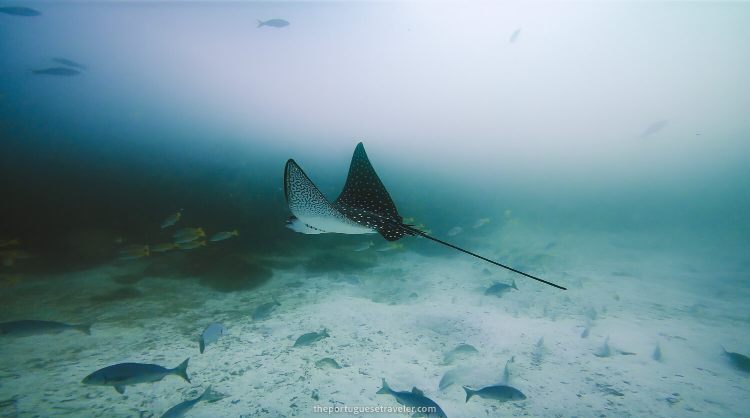 A spotted eagle ray in Mosquera dive site